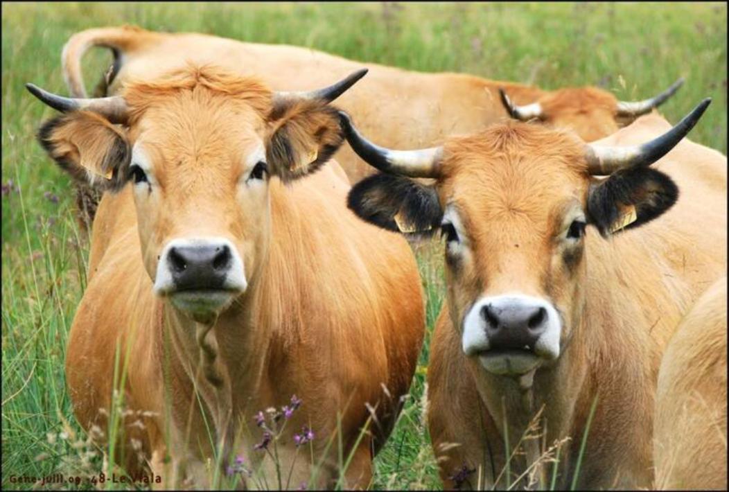 Lozere Aubrac Margeride Promo Leilighet Saint-Alban-sur-Limagnole Eksteriør bilde