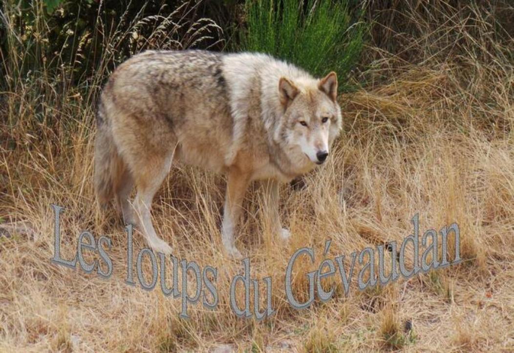 Lozere Aubrac Margeride Promo Leilighet Saint-Alban-sur-Limagnole Eksteriør bilde